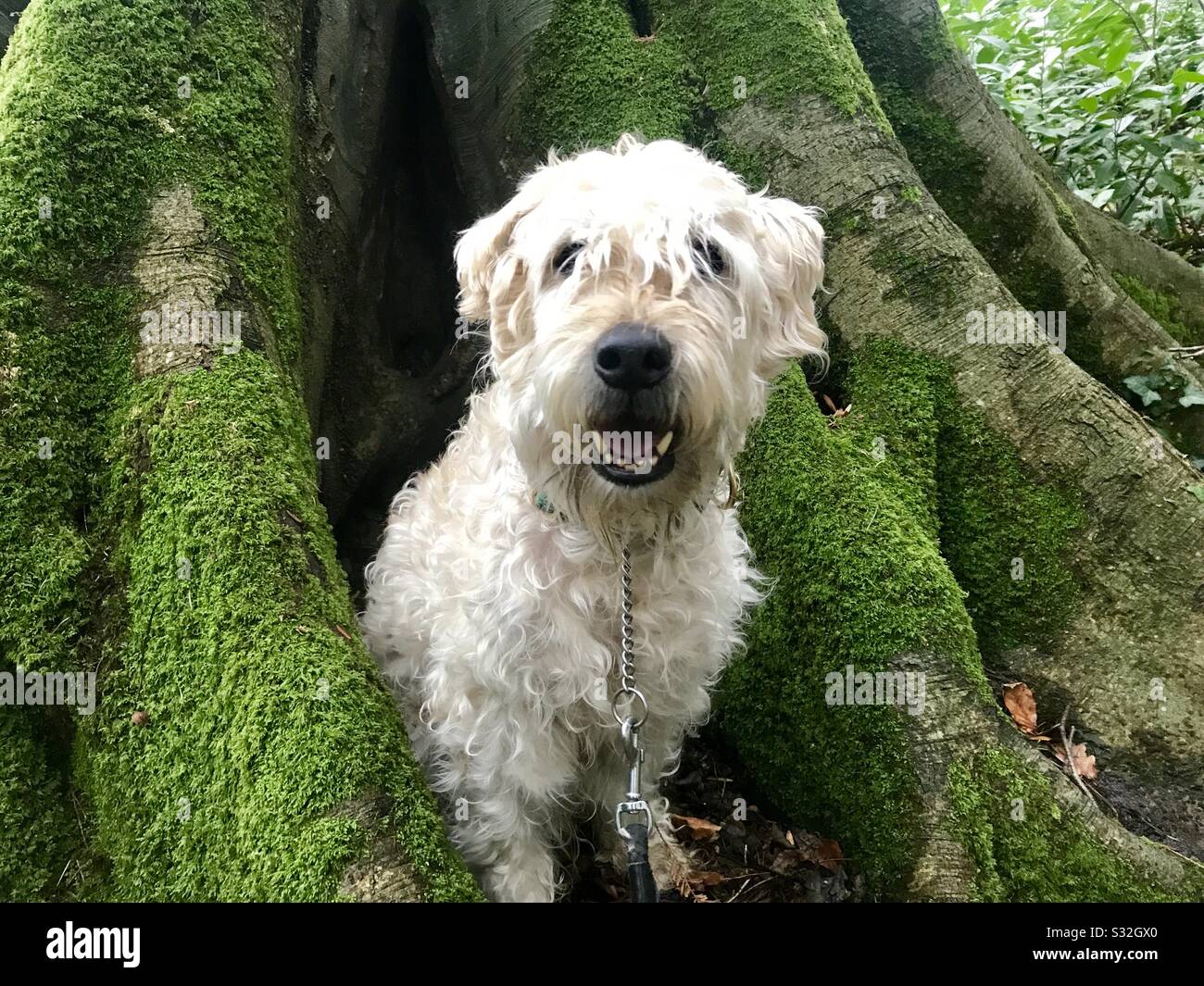 Wheaten terrier in the tree Stock Photo