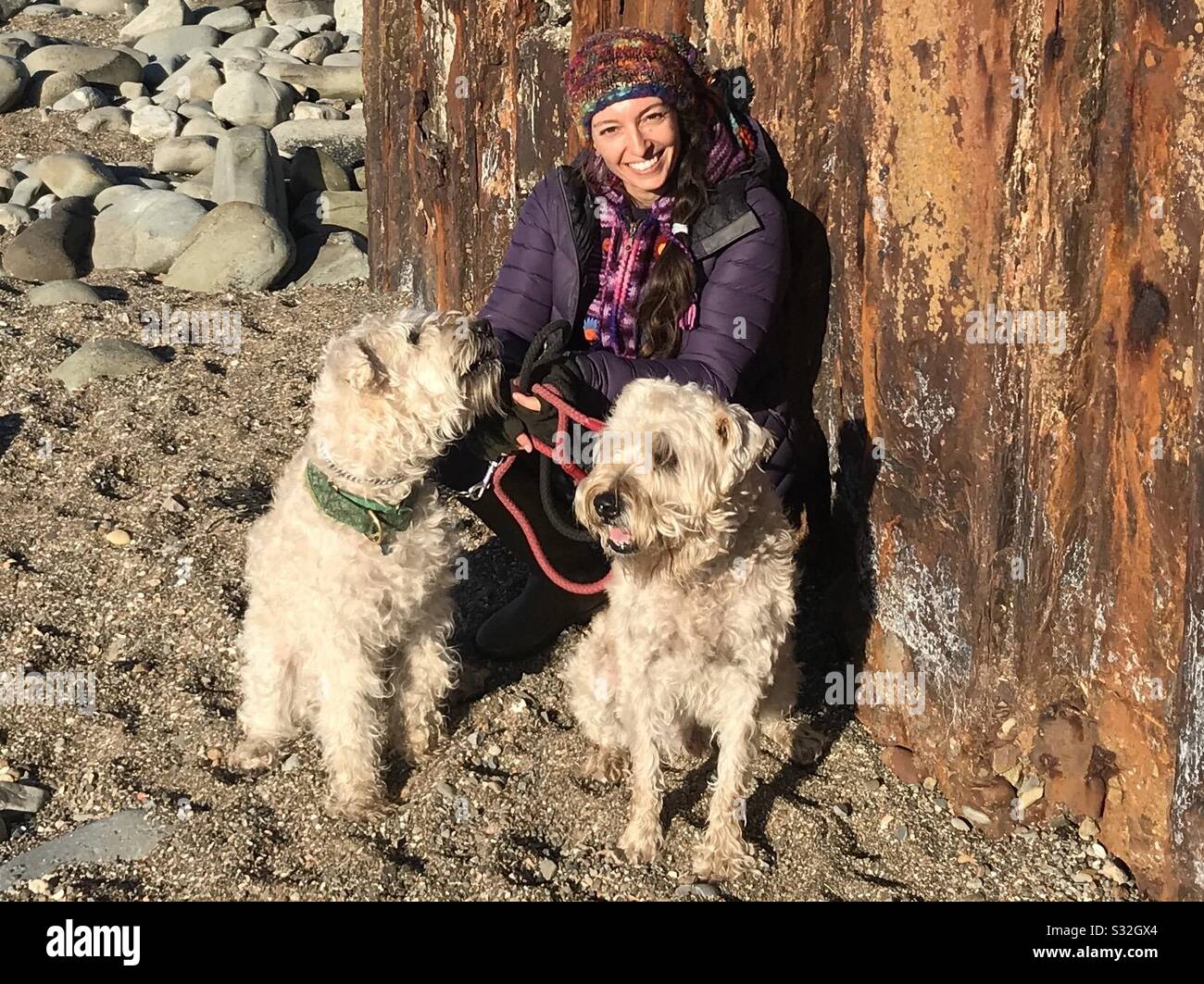 Wheaten walks in Wales Stock Photo