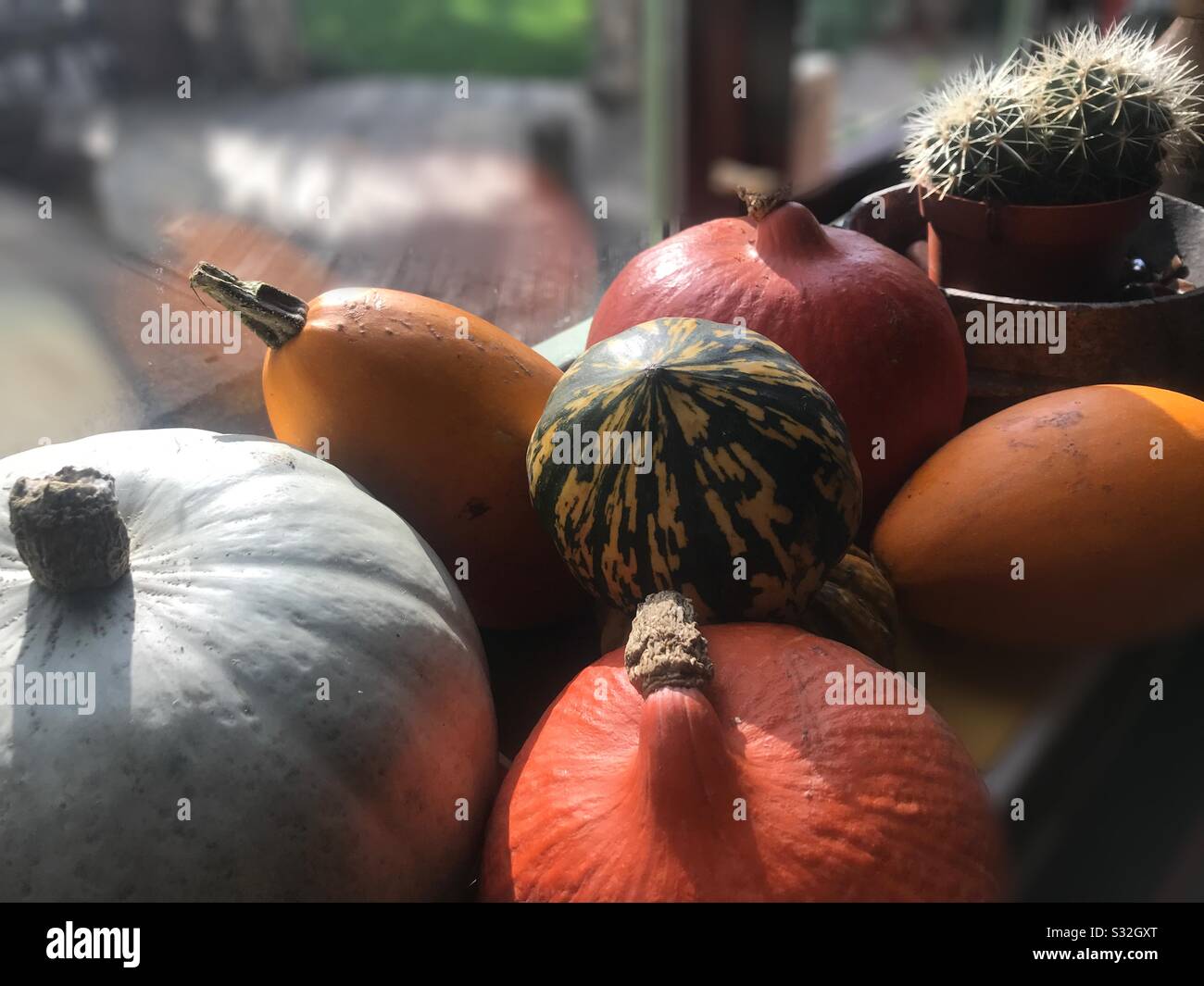 Squashed Window Window sill squash Stock Photo - Alamy