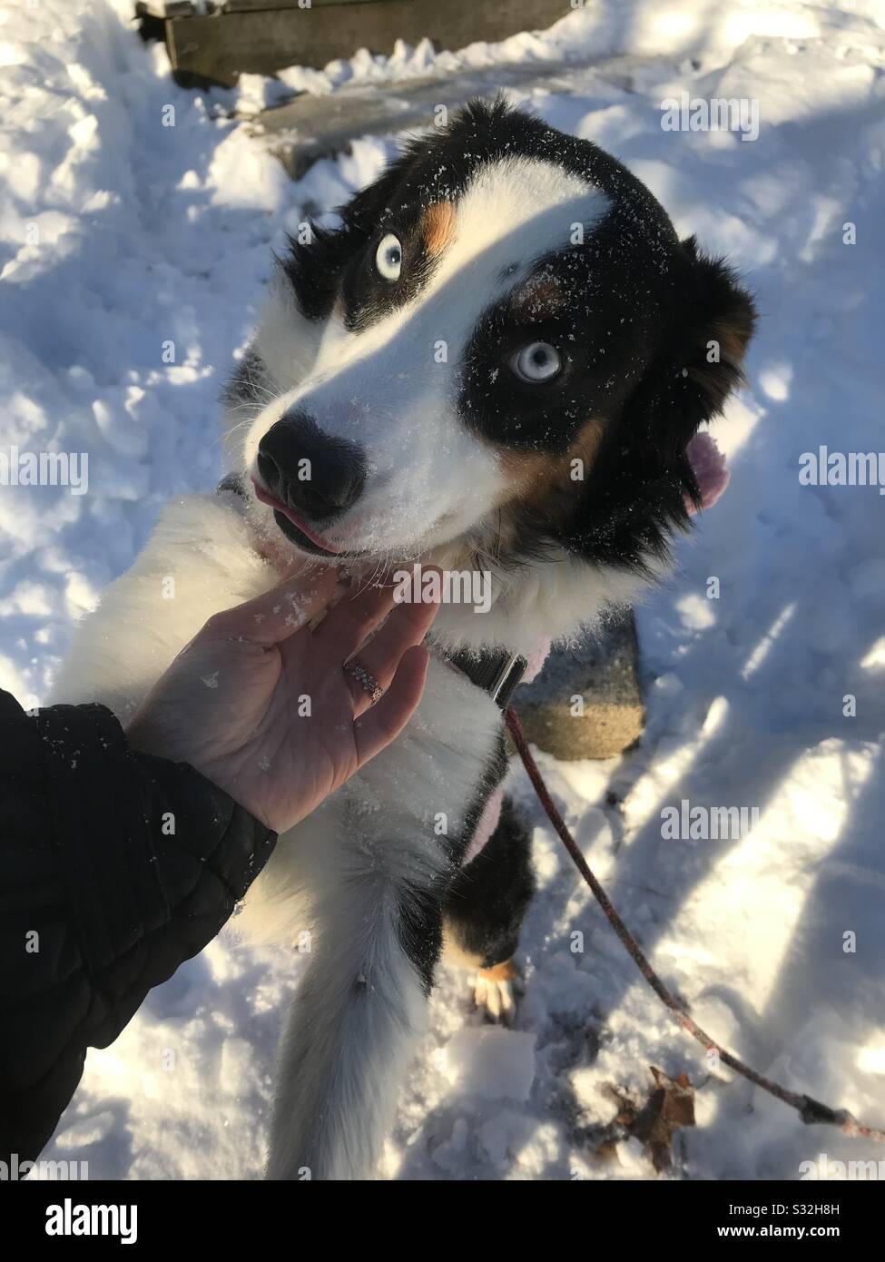 Snowy pup Stock Photo