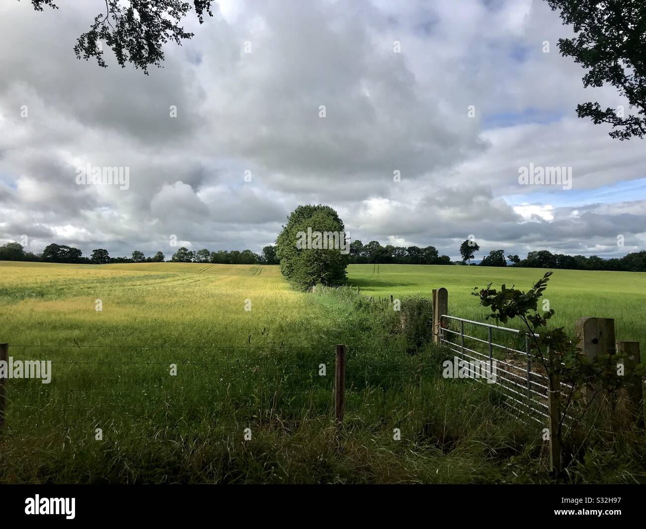 The Grass is Always Greener Stock Photo Alamy