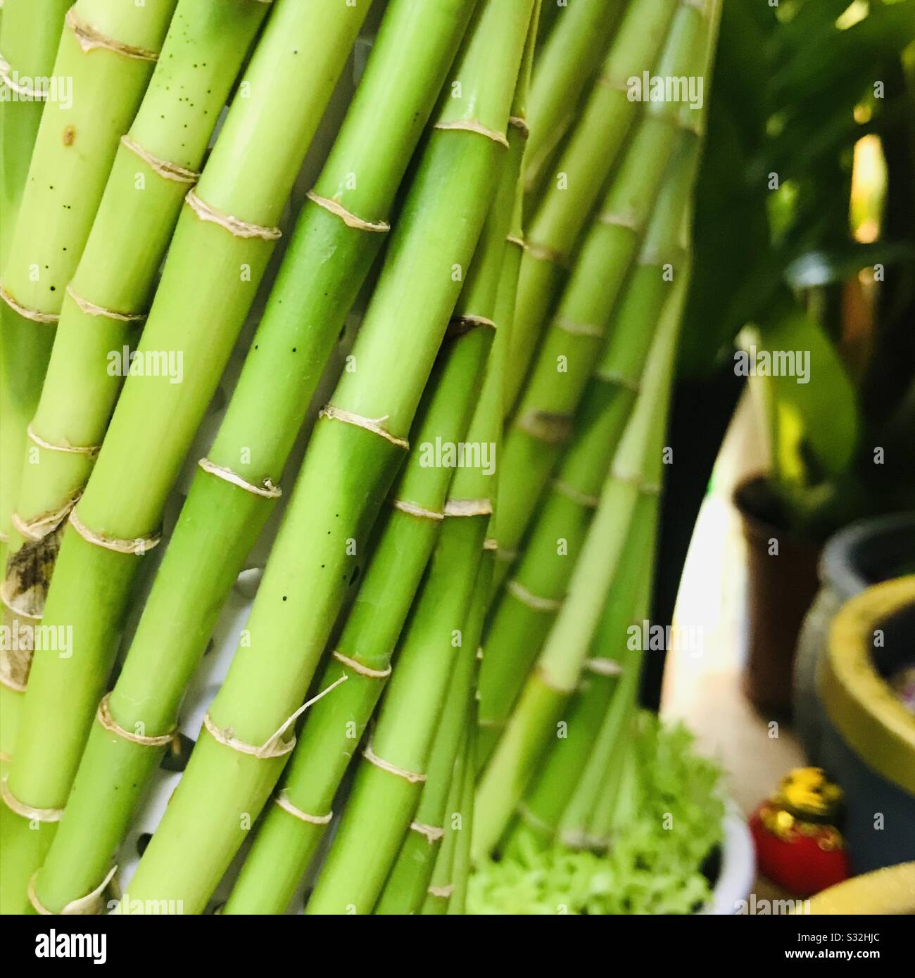 Lucky bamboo plant for sale , its twisted , shaped like vase symbolise progress Stock Photo