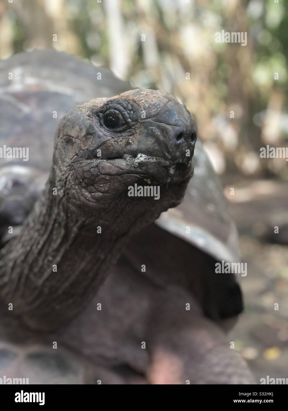 Aldabra giant tortoise of Zanzibar Stock Photo