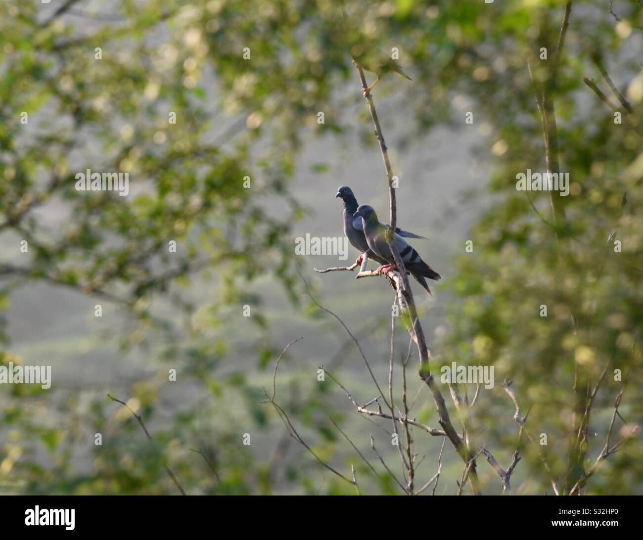 Framed - Smartphone Captured Stock Image