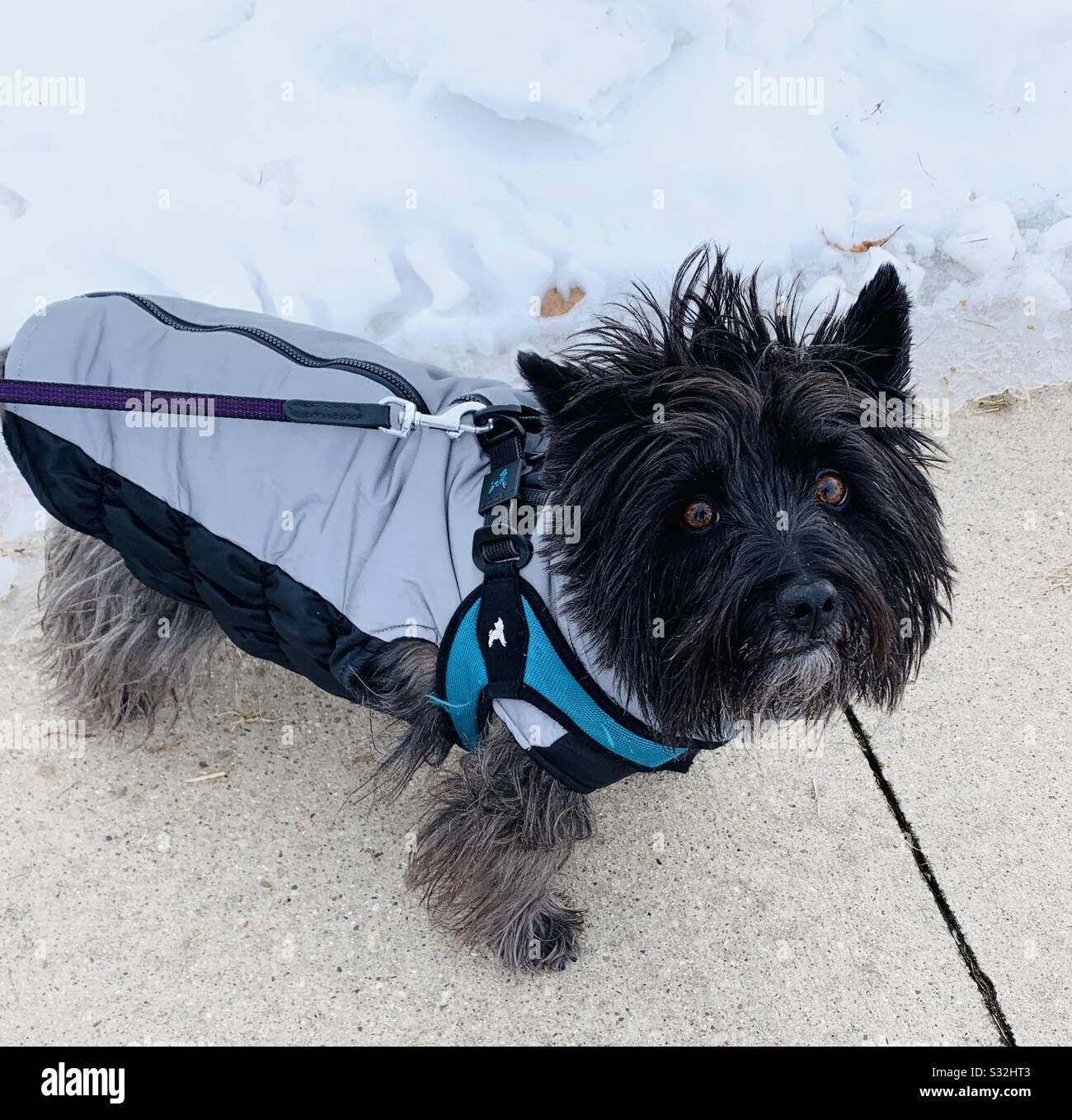 DUBUQUE, IOWA, 01/26/20–Closeup photo of black female cairn terrier with a  warm coat onbout for walk on cold winter day Stock Photo - Alamy