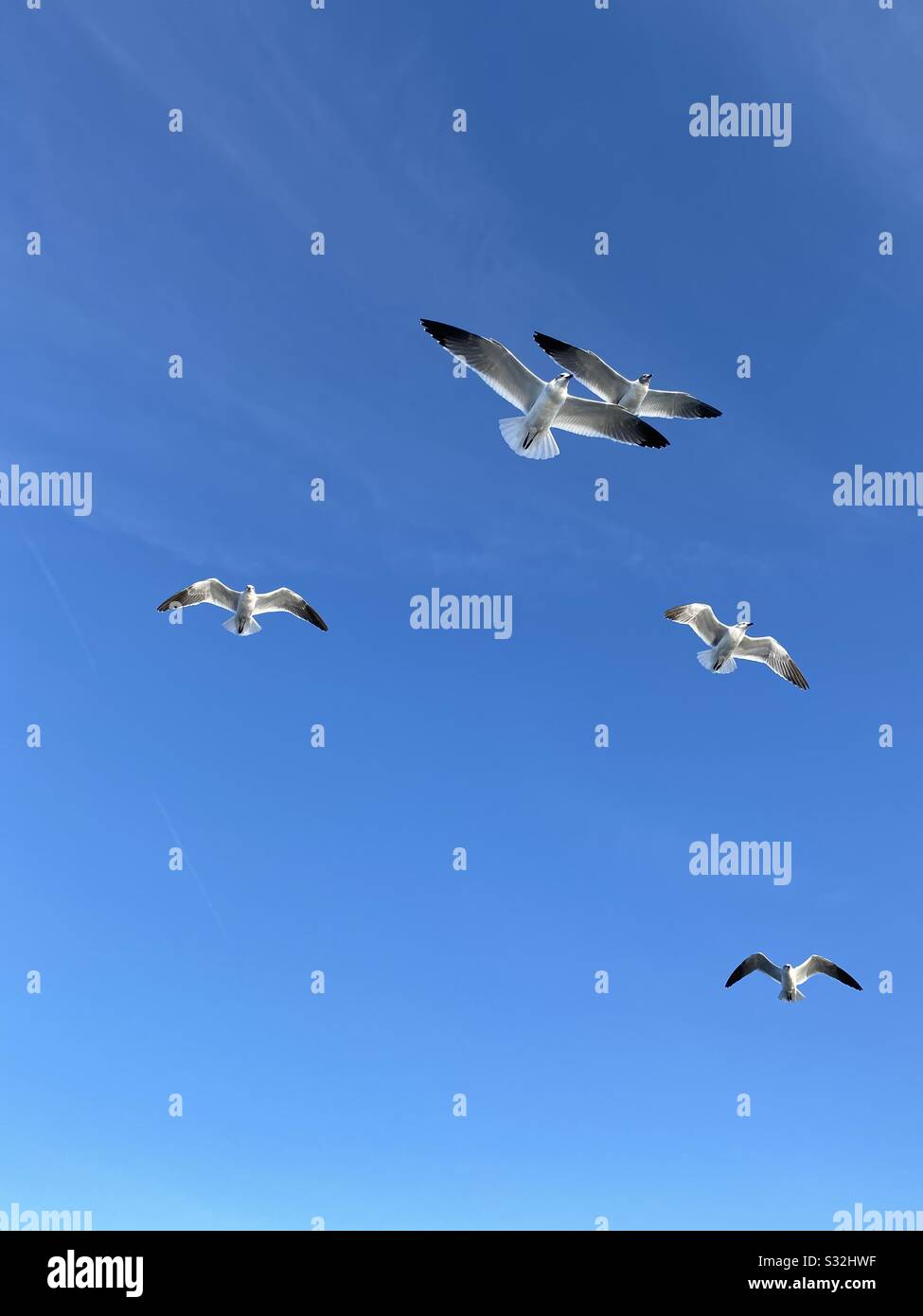 Flock of seagulls flying in the air with clear deep blue skies - Smartphone Captured Stock Image