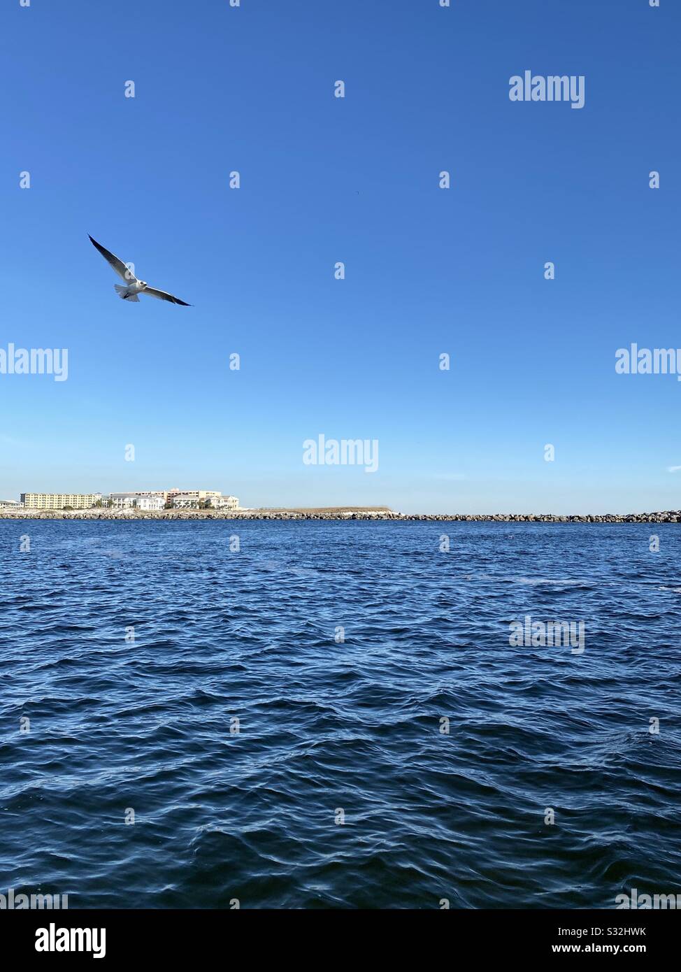 Boating the Gulf of Mexico with view of deep blue water, skies and a seagull flying over the water Stock Photo