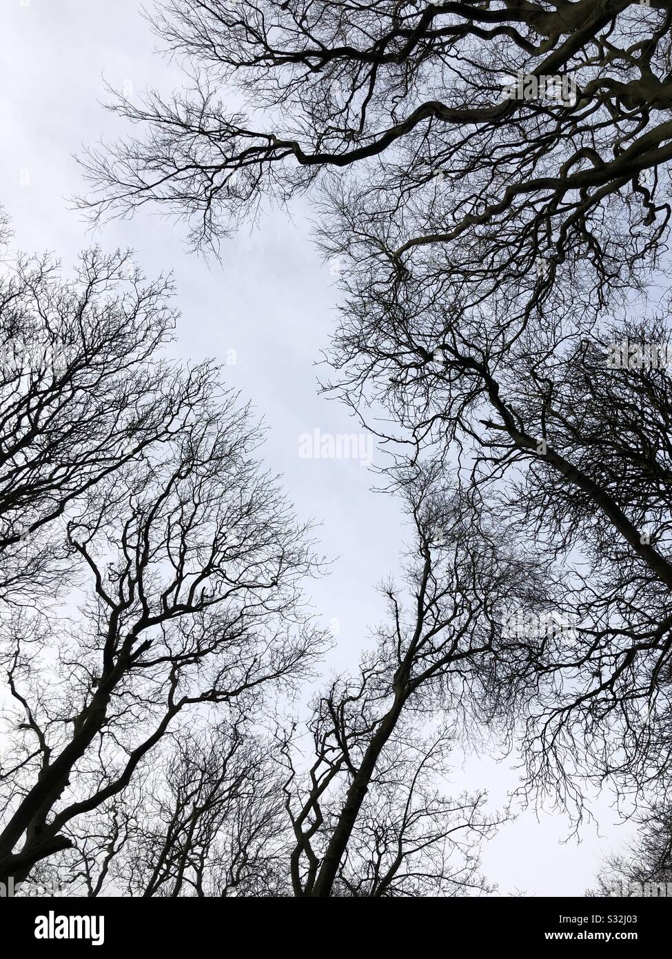 Looking up through leafless, winter trees Stock Photo