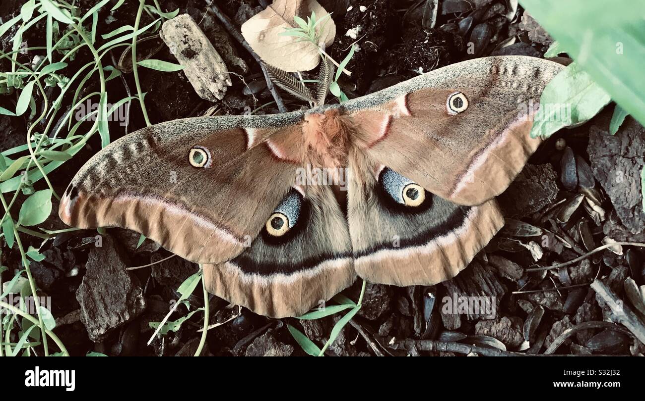 Polyphemus Moth - Smartphone Captured Stock Image
