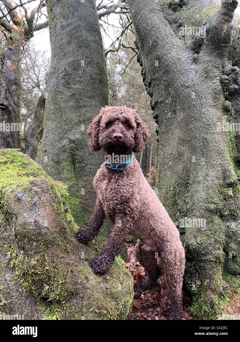 Why Does My Dog Climb Trees