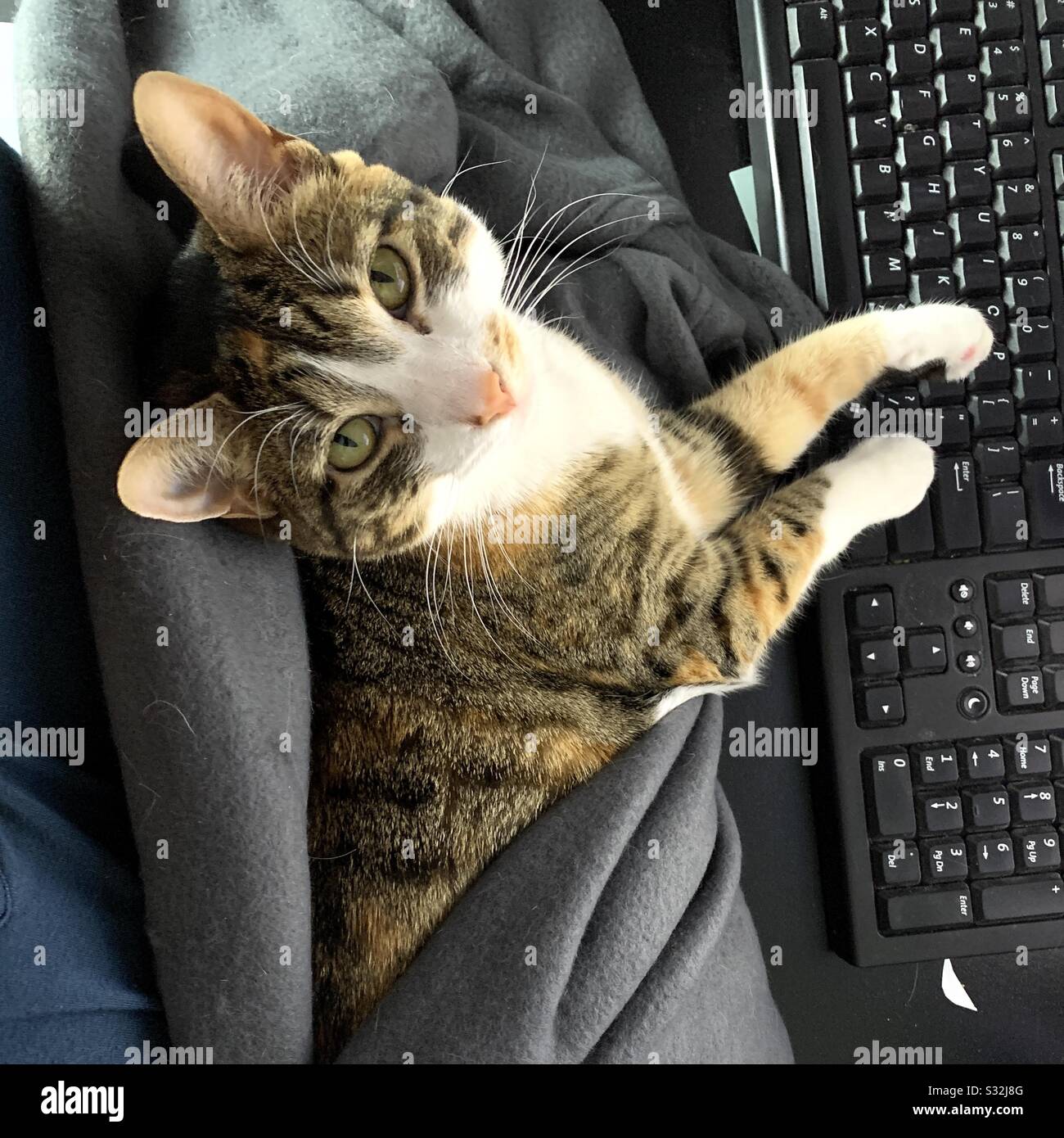 Cat looking up at camera, while sitting on a lap at a computer. Stock Photo