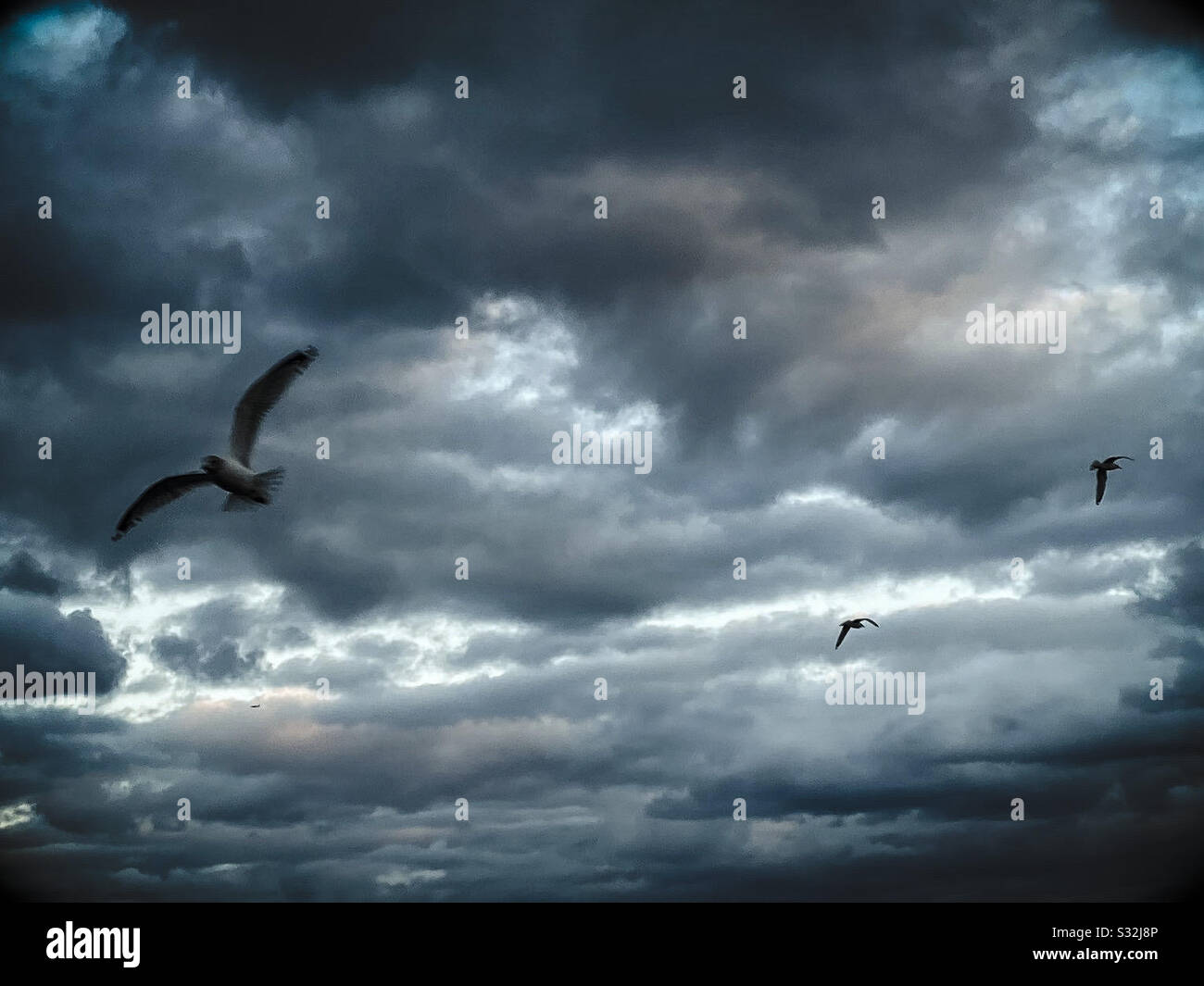 Birds dark sky hi-res stock photography and images - Alamy