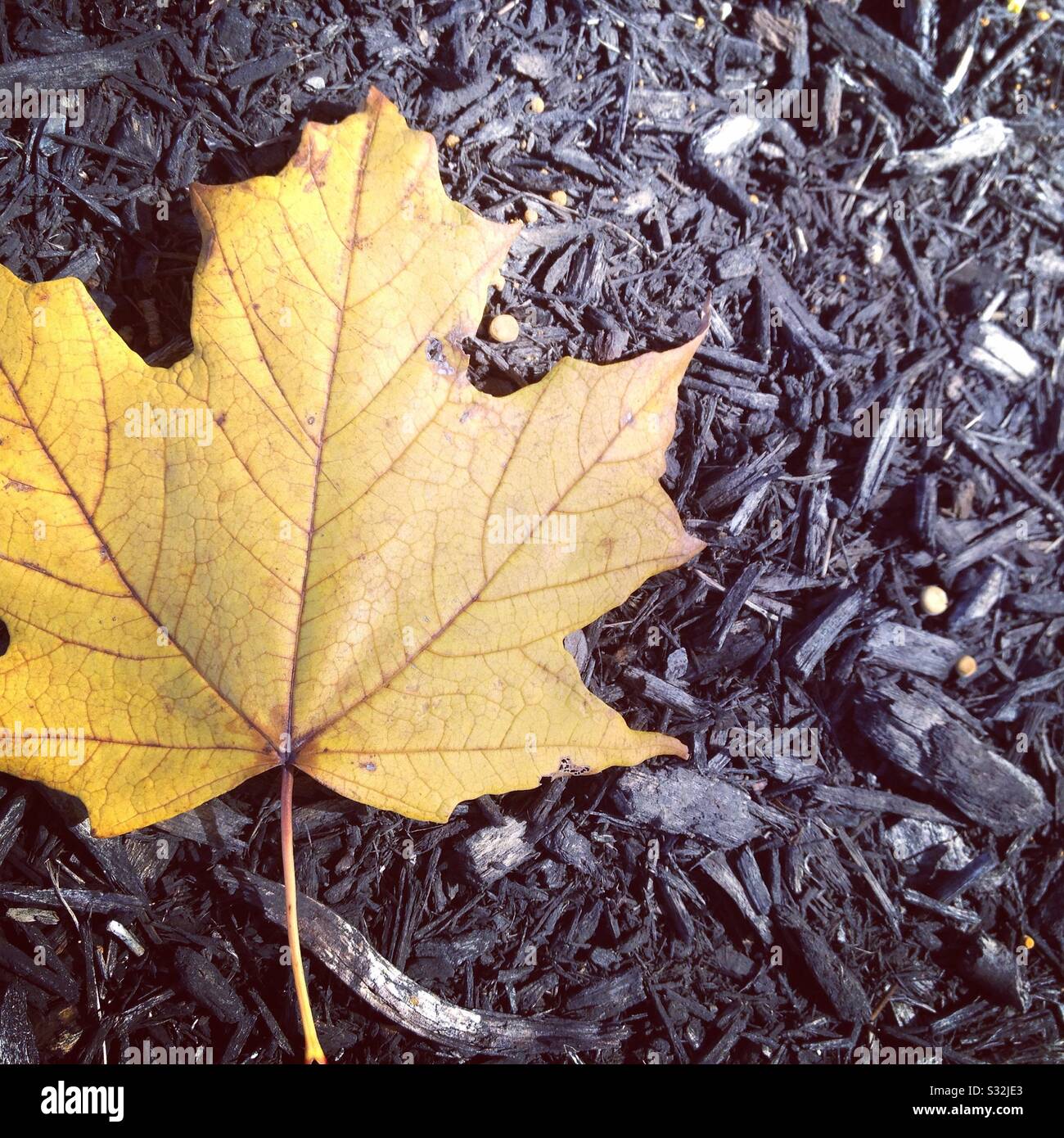 Lonely Leaf Stock Photo