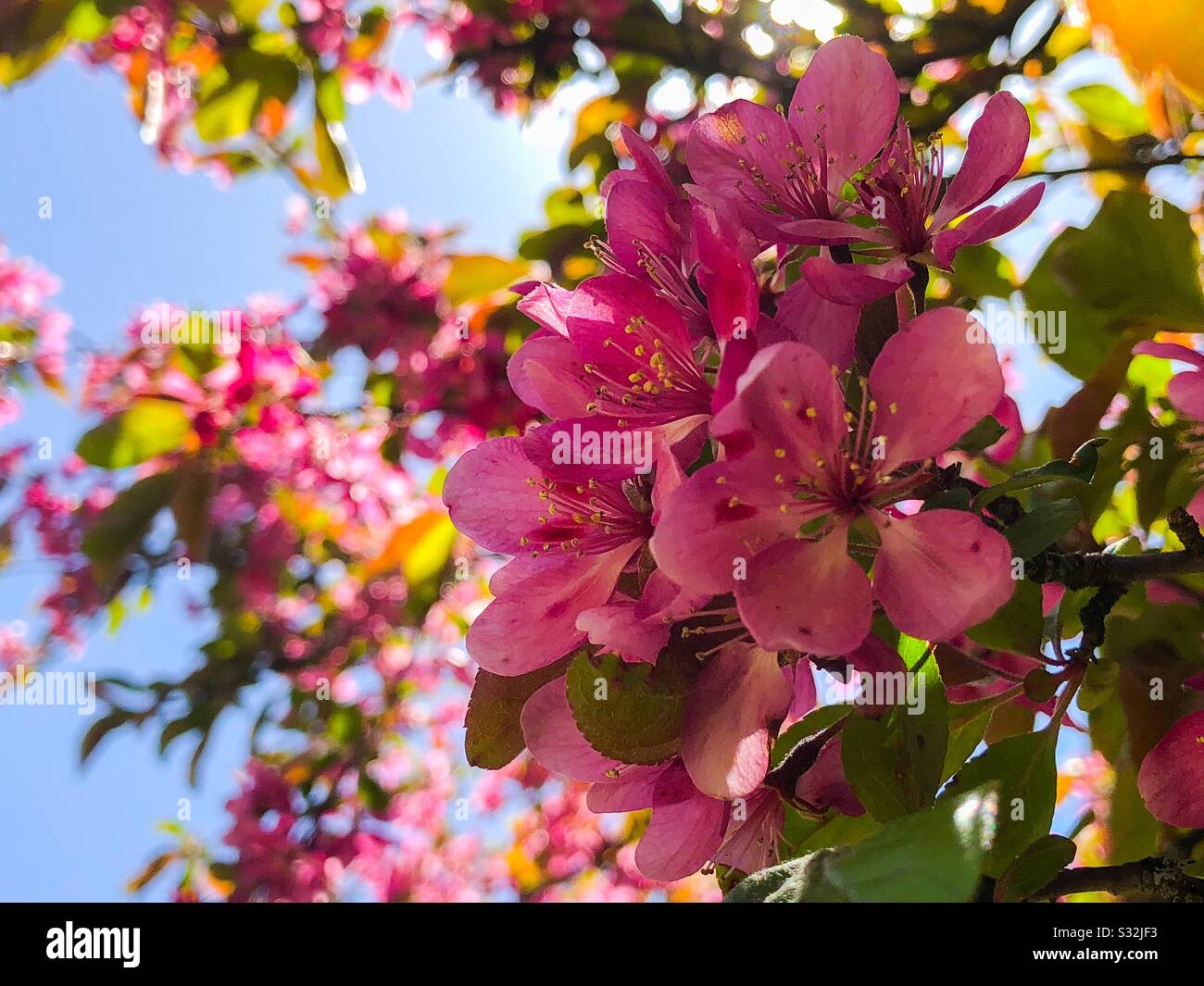 Flower blooms Stock Photo