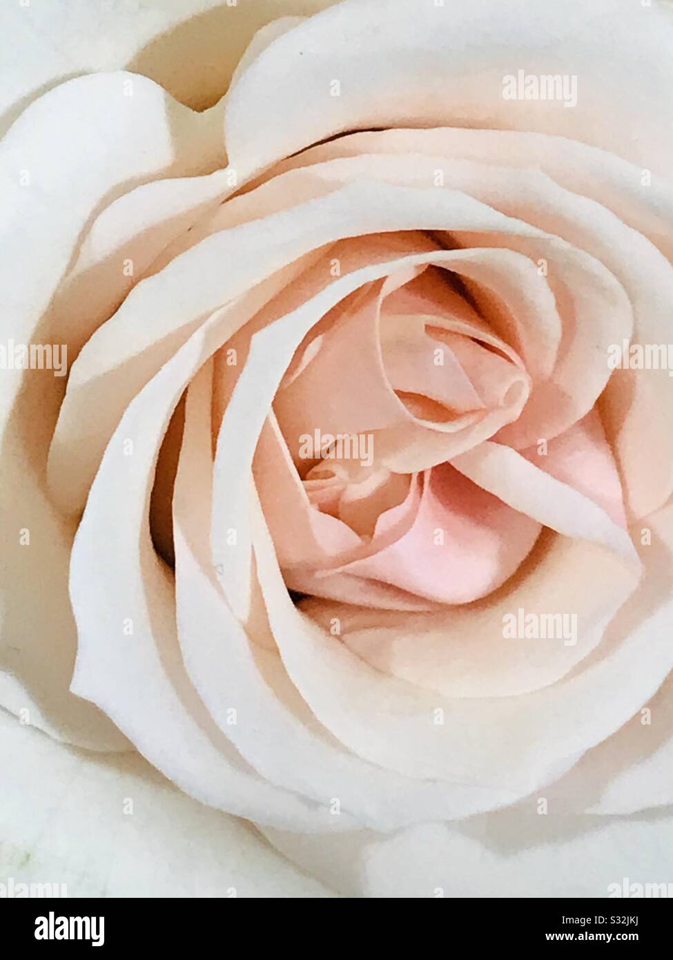 Cream White Raindrop Dewdrop Rose Bud Flower Boutonniere Wedding Groomsmen 