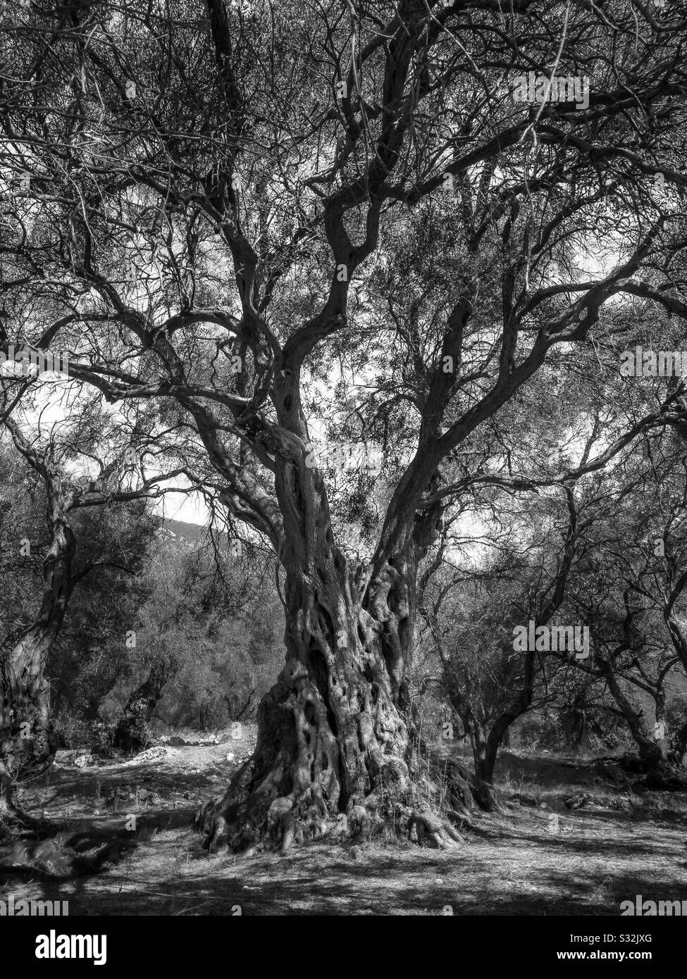 An ancient olive tree Stock Photo Alamy