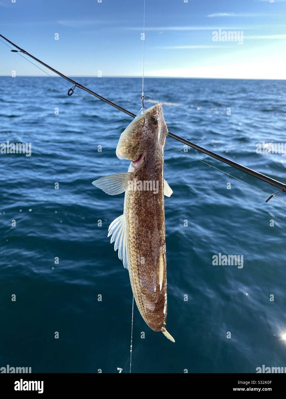 Closeup of a lizard fish caught deep water fishing in Gulf of Mexico - Smartphone Captured Stock Image