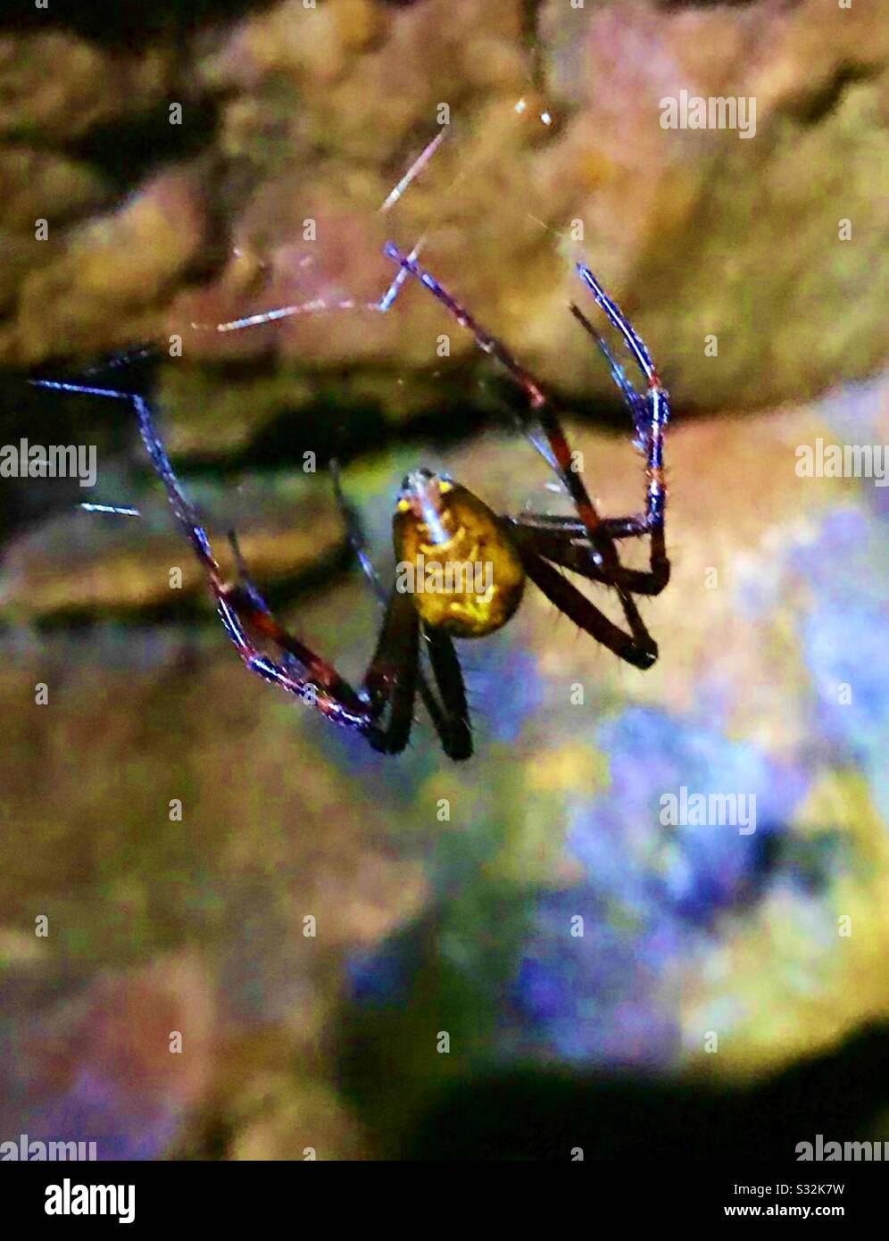 European Cave Spider Stock Photo