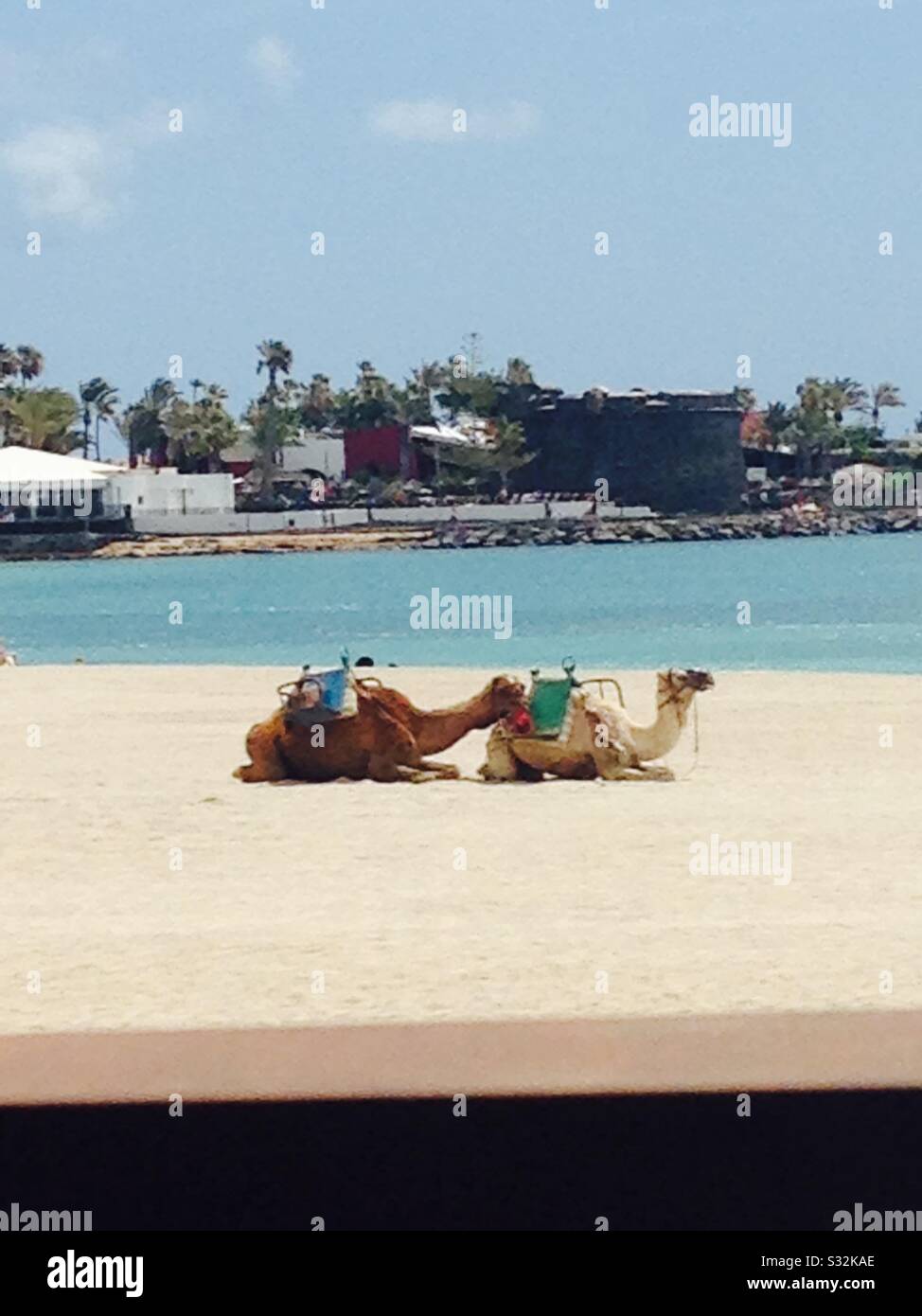 Camels on the beach, Fuerteventura, Stock Photo