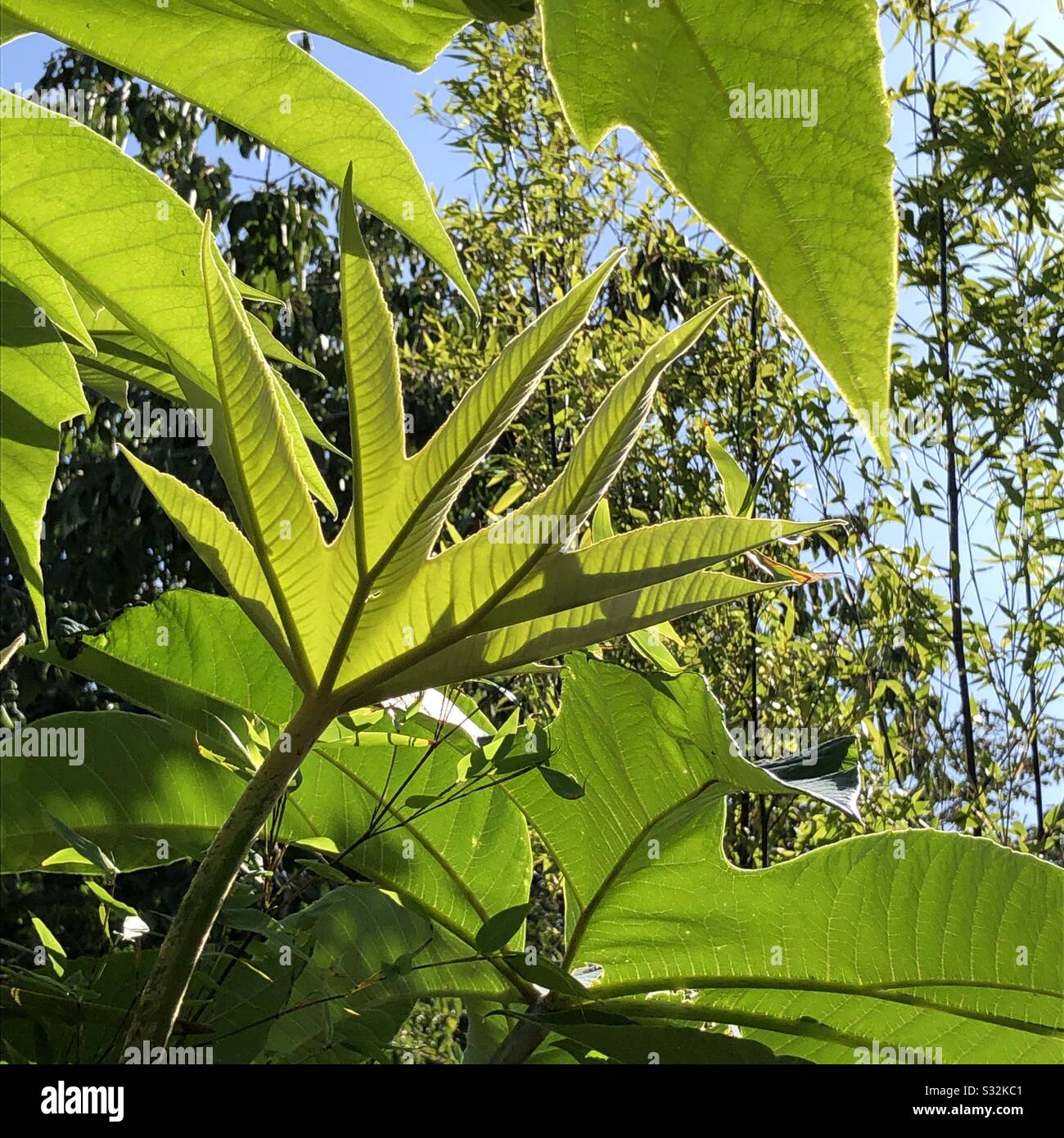 Tropical leaves hires stock photography and images Alamy