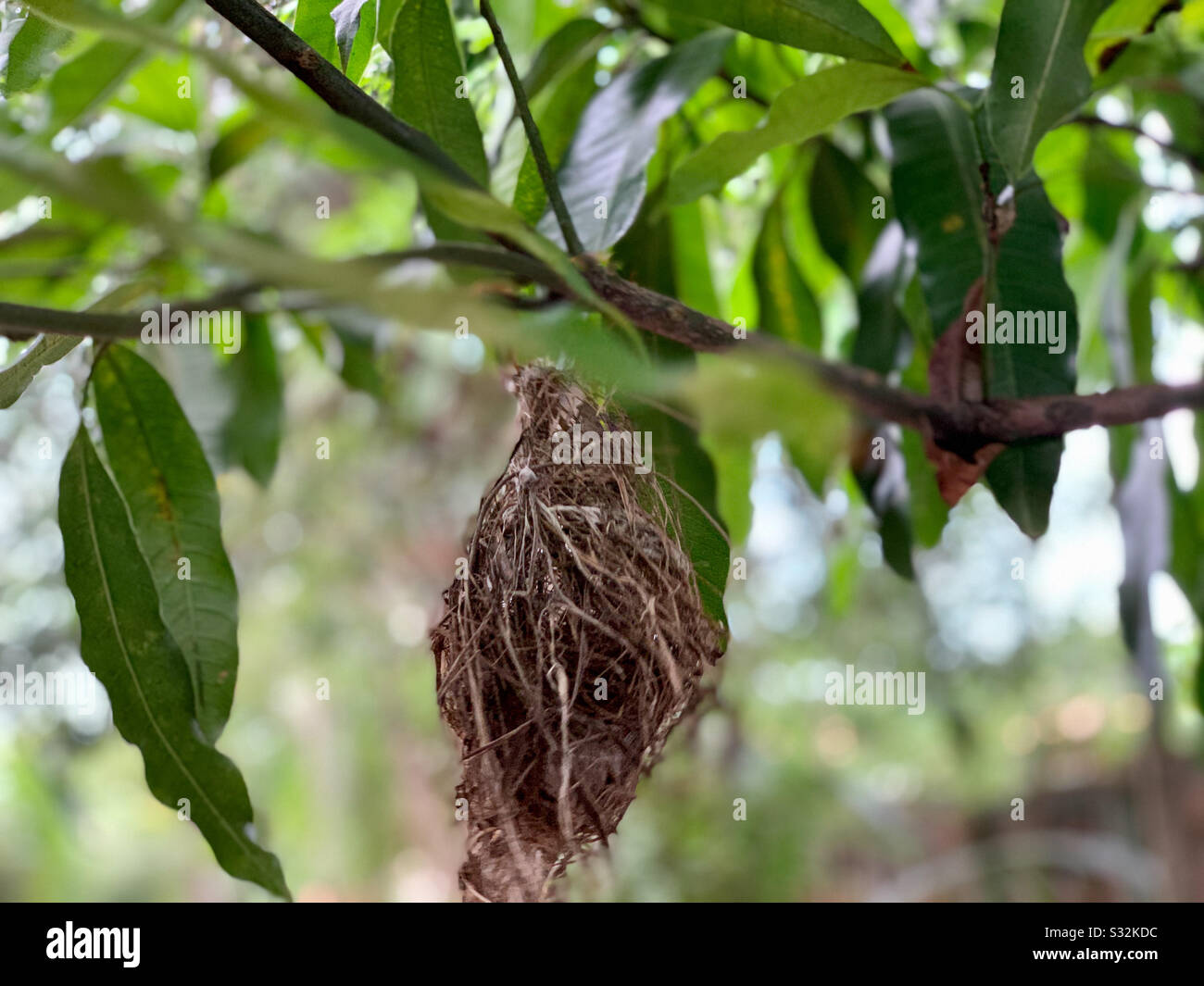 Bird’s nest in mango tree Stock Photo
