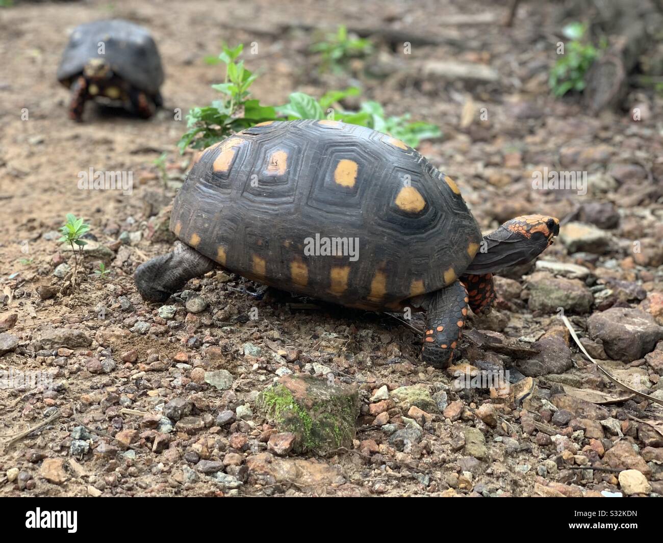 Two turtles walking Stock Photo