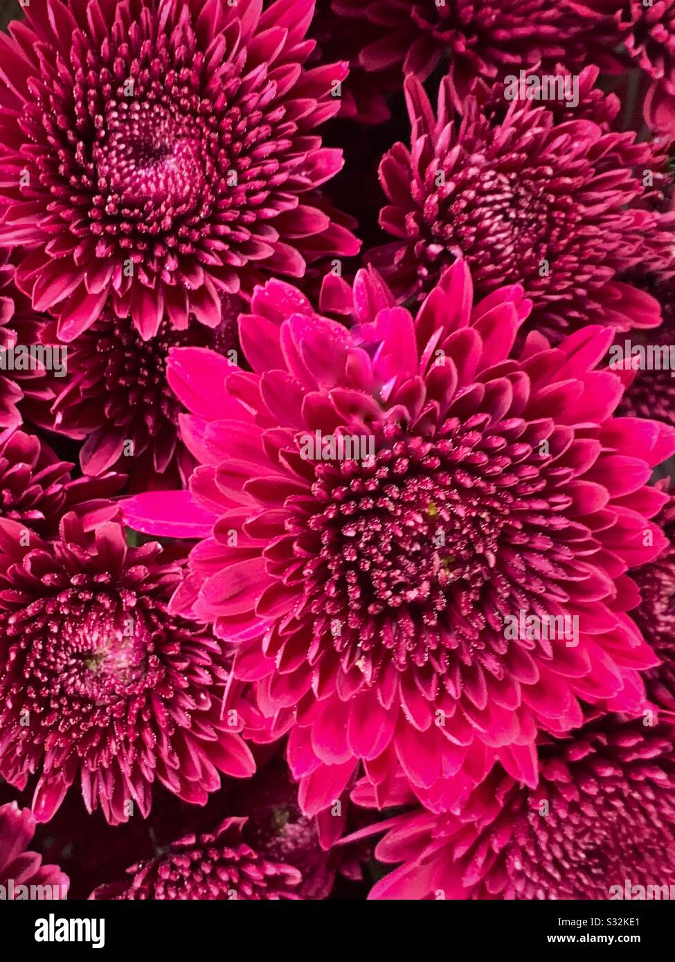 Maroon mums Wallpaper Stock Photo - Alamy