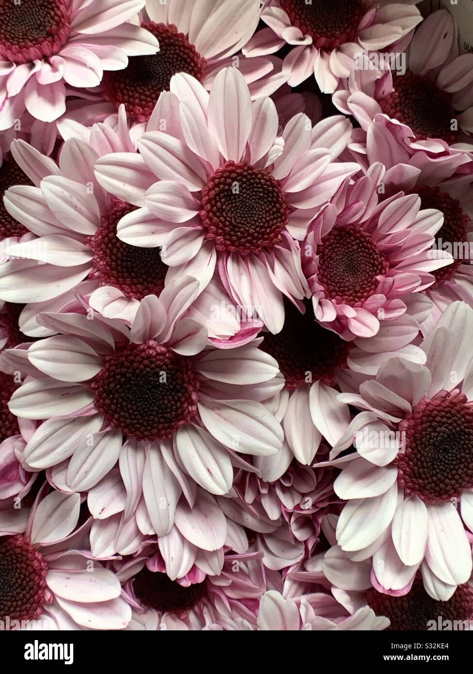 Maroon wallpaper hi-res stock photography and images - Alamy