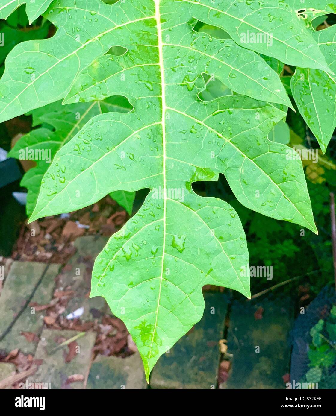 Papaya tree leaf o rainy day Stock Photo