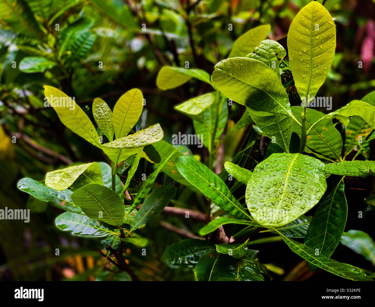 Leaves on rainy day Stock Photo
