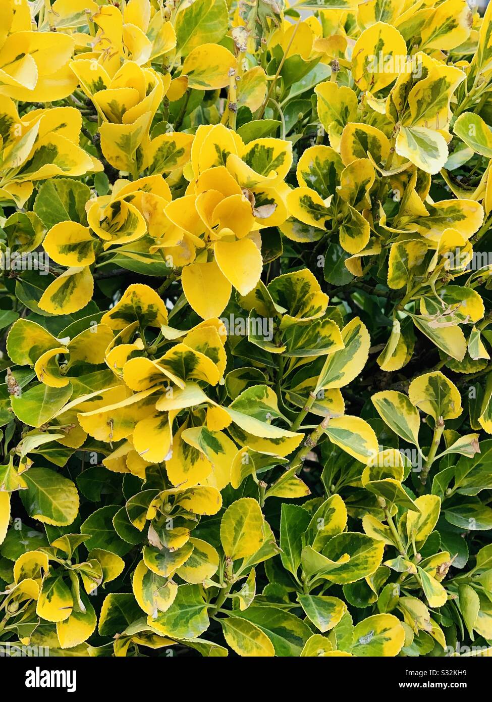 Plant with yellow and green leaves deals