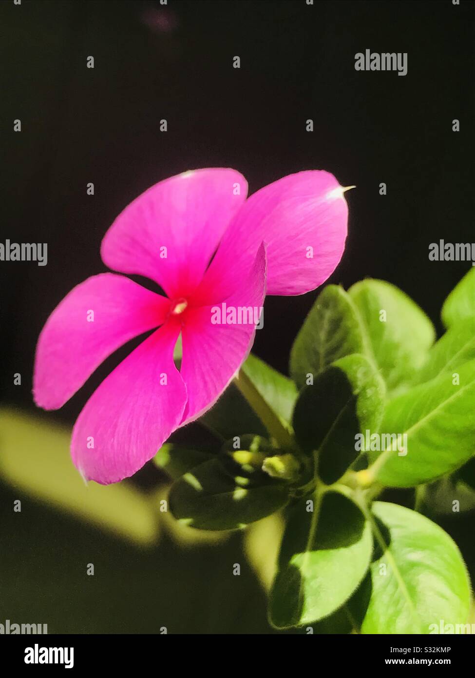 Pink Periwinkle flower aka Nithyakalyani pushppam, indian medicinal plant- purple flower- Rosy periwinkle- Vinca in bloom Stock Photo