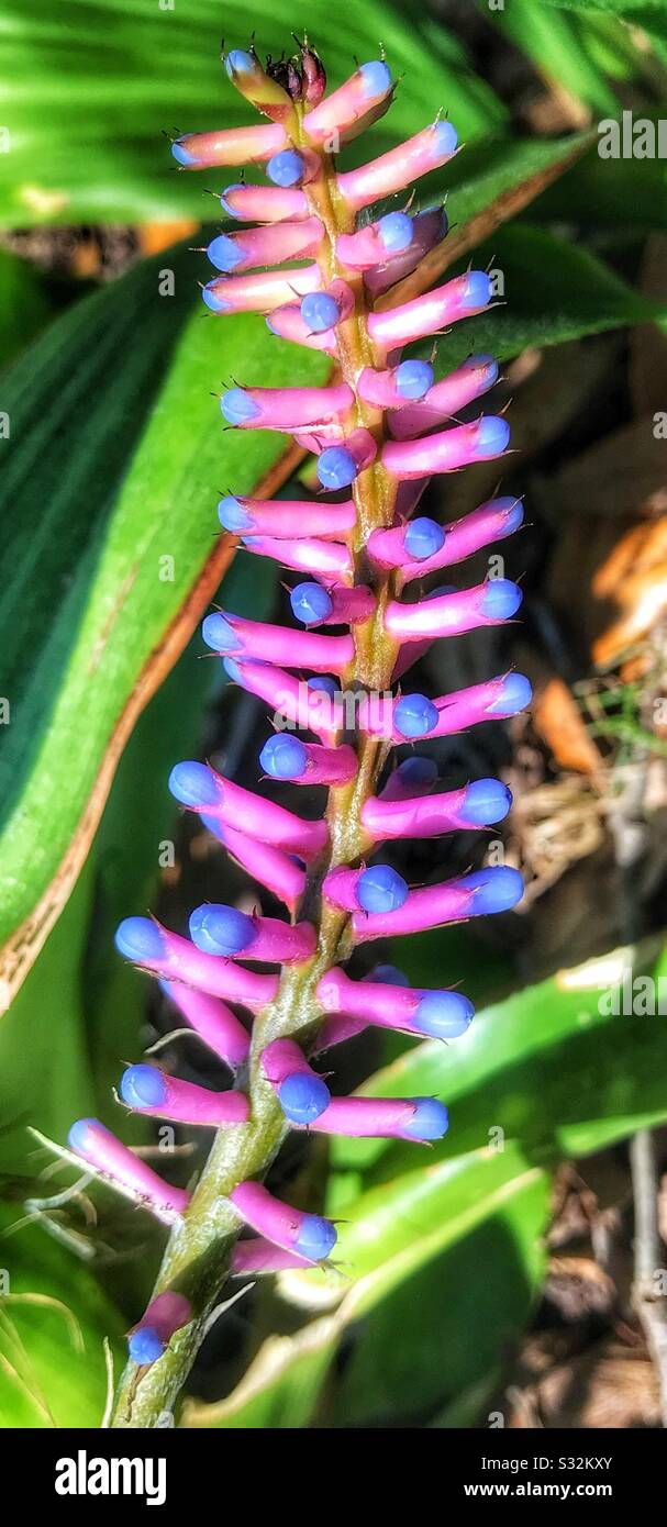Pink and purple bromeliad flower, Lucky Stripes, Aechmea gamosepala - Smartphone Captured Stock Image