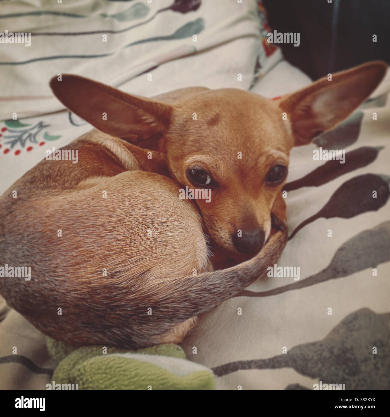 Chihuahua en un momento de relax Stock Photo Alamy