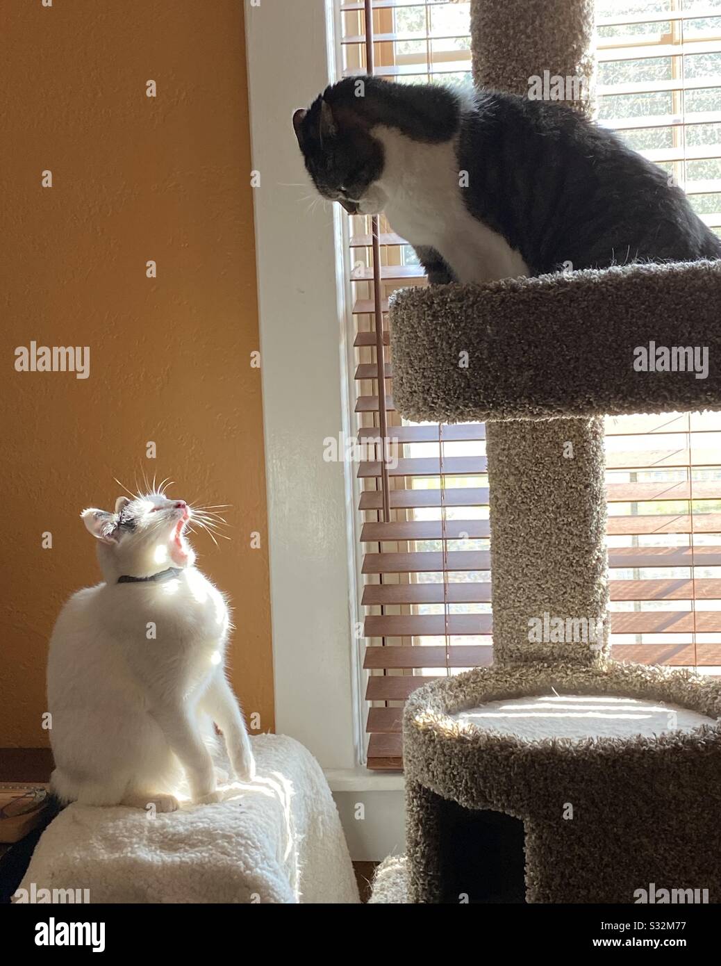 The argument; a white cat mouths off to a larger cat in an attempt to provoke a fight. - Smartphone Captured Stock Image