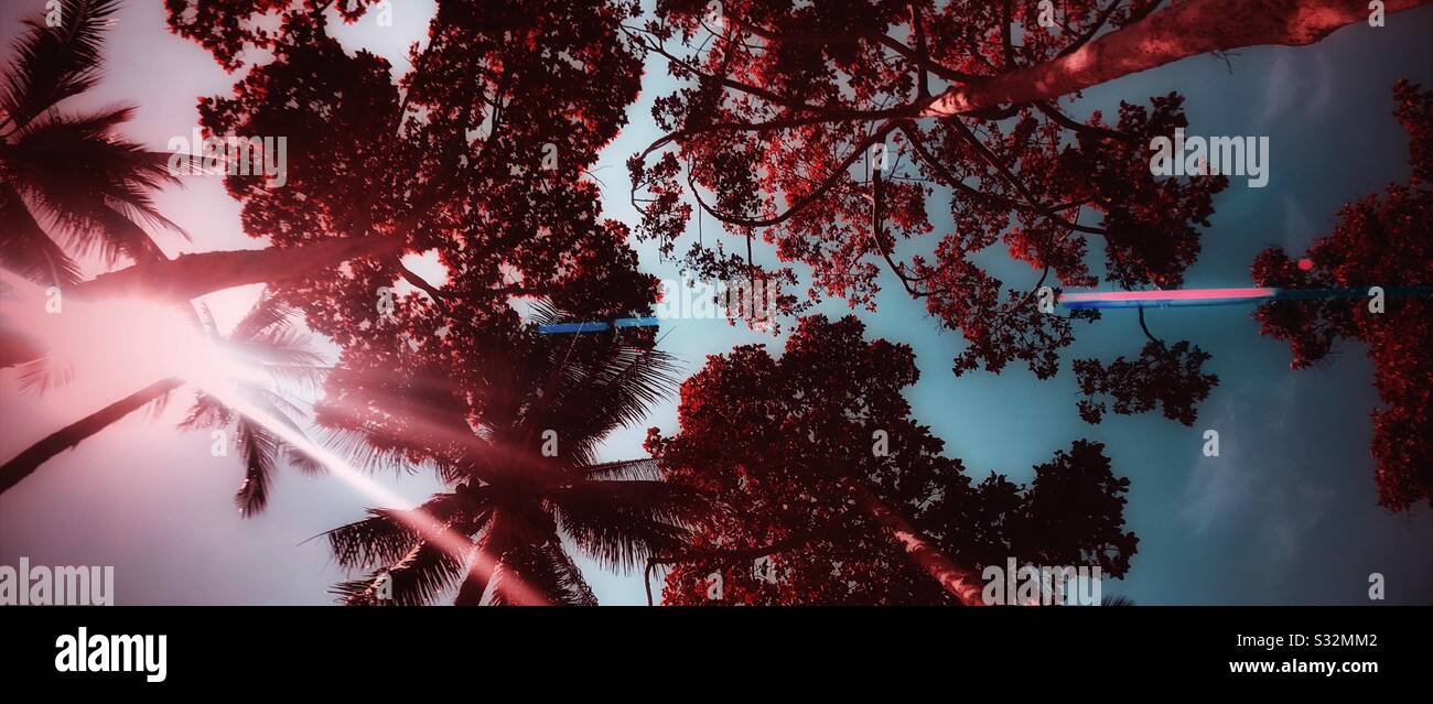 Tropical trees hi-res stock photography and images - Alamy