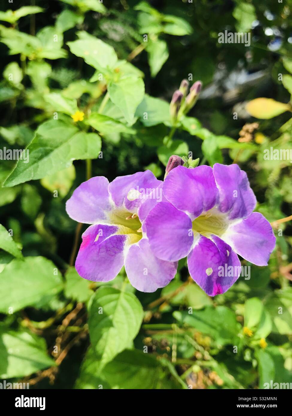 Asystasia Gangetica aka Coromandel-Purple colour twin flowers in a shrub near Aliyar dam, looks closely found some natural white dots on petals and colour shades on petals Stock Photo