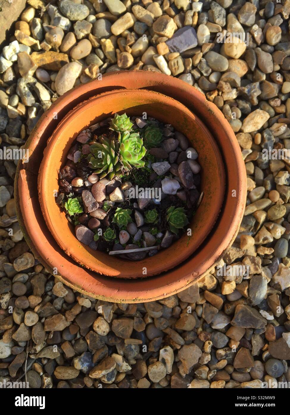 Sempervivum in clay pots - Smartphone Captured Stock Image