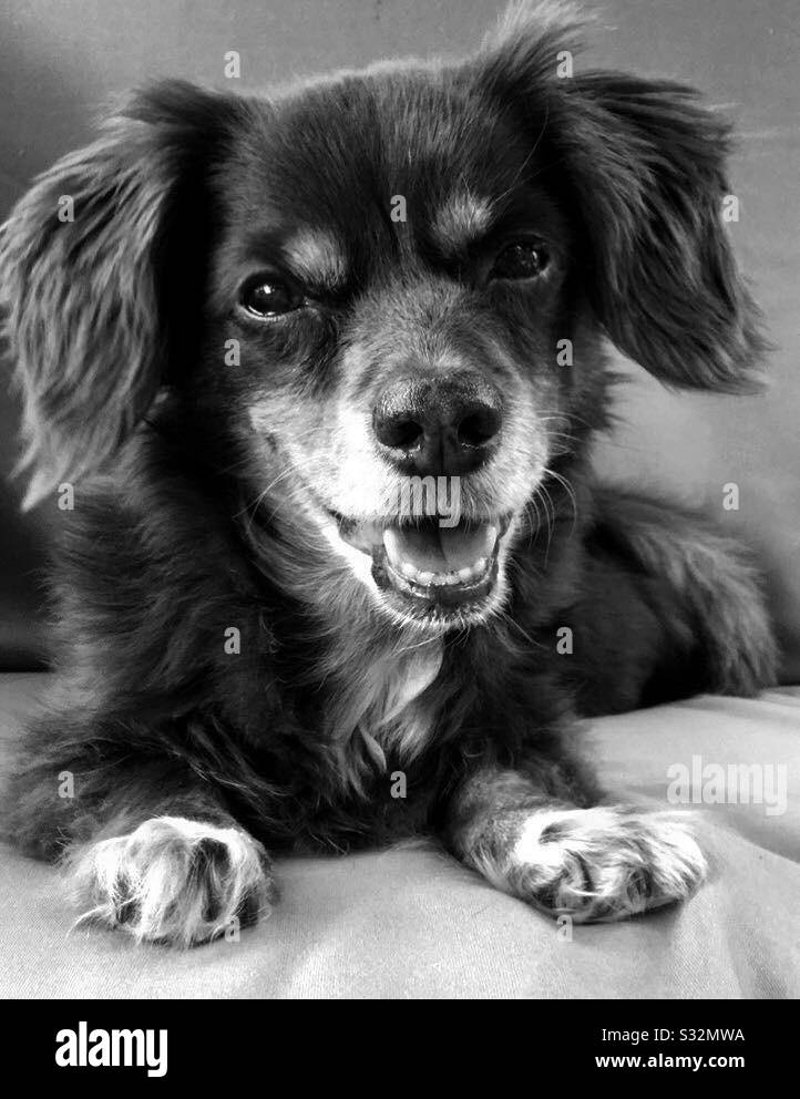 Cocoa the dog Black and White Stock Photos & Images - Alamy