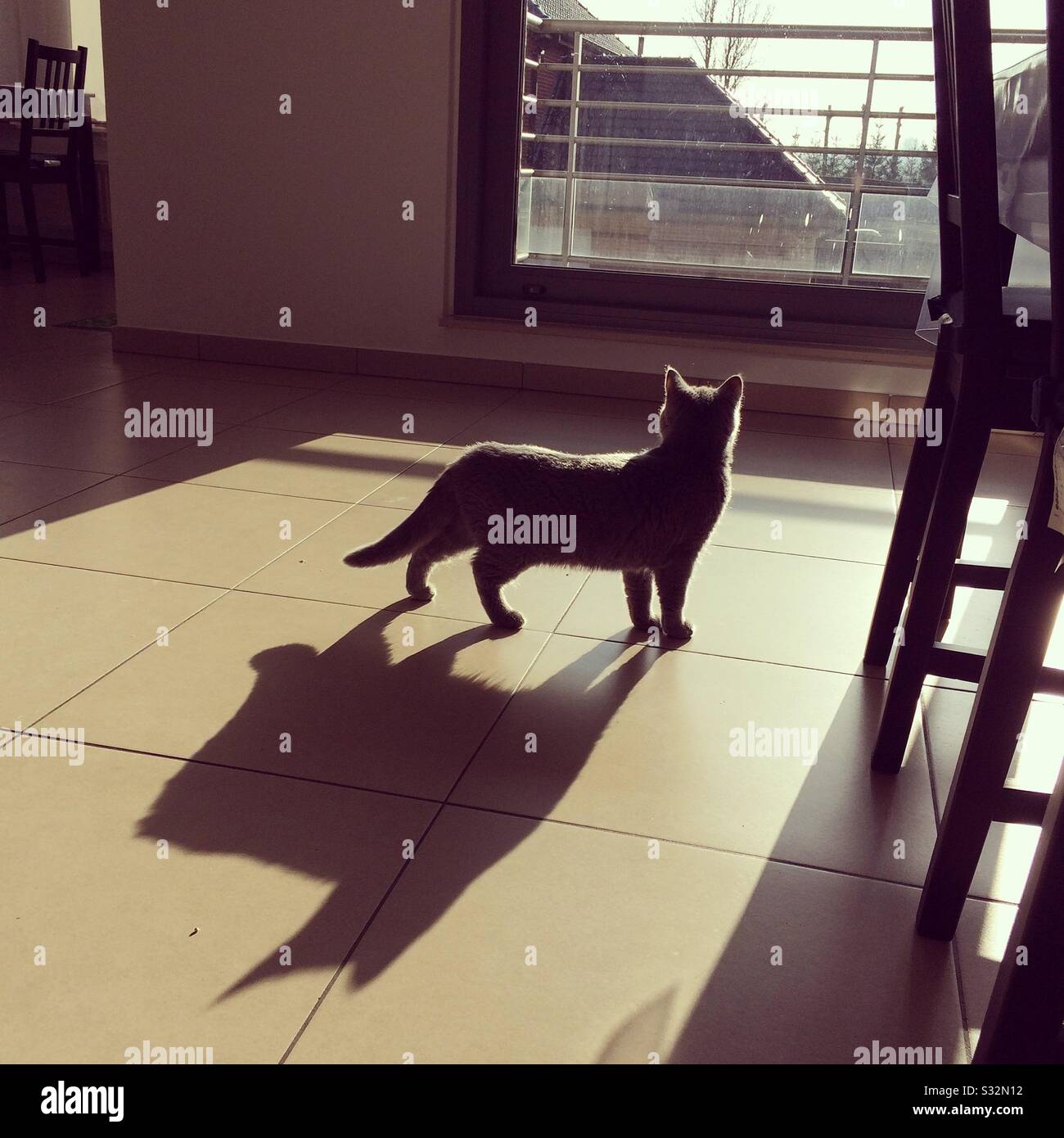 batman cat shadow