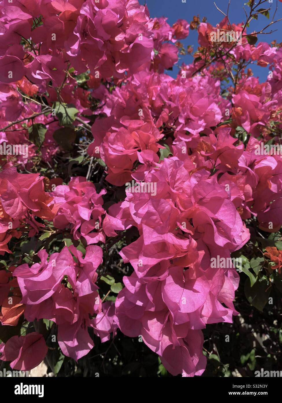 Bright pink bougainvillea blooms closeup - Smartphone Captured Stock Image
