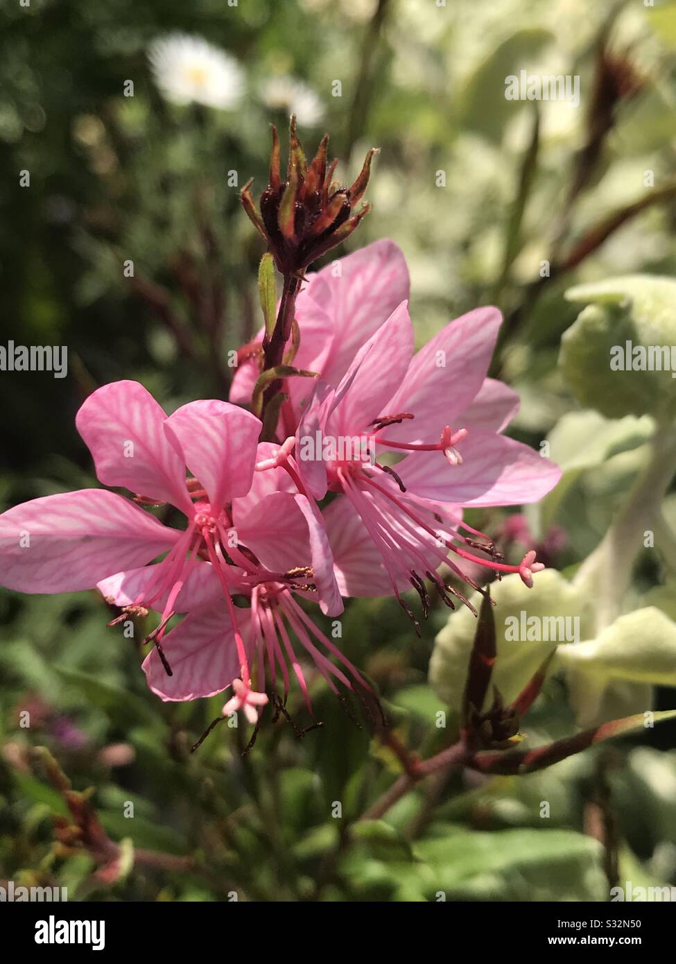 Australian pink flower Stock Photo - Alamy