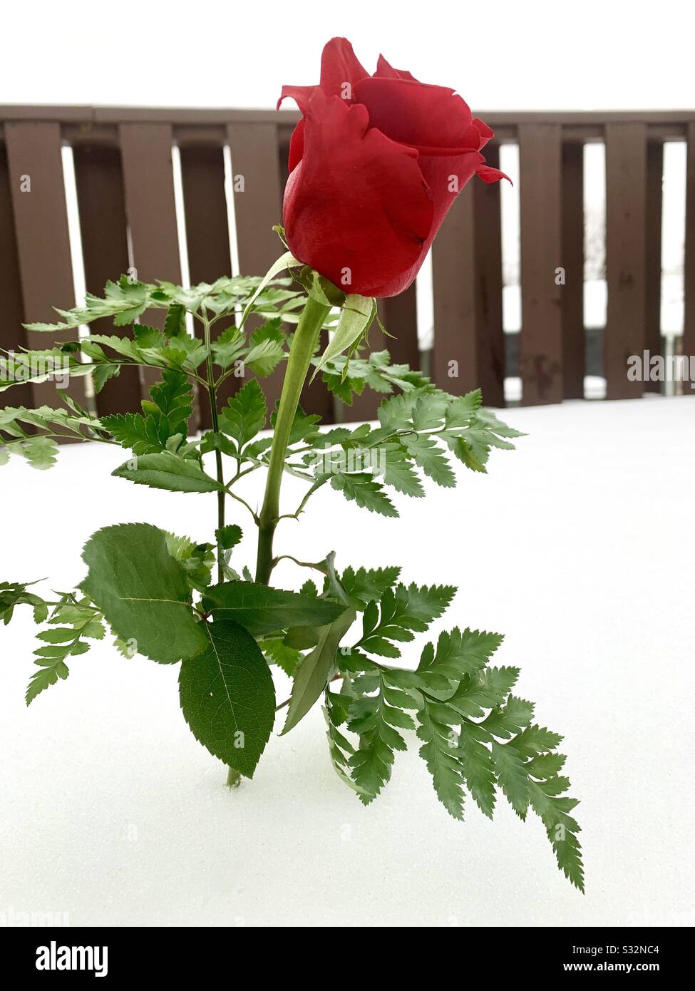 DUBUQUE, IOWA, 01/29/20–Closeup photo of beautiful valentines day single red rose with green fern standing in bed of white snow in front of deck railing on cold winter day. Stock Photo