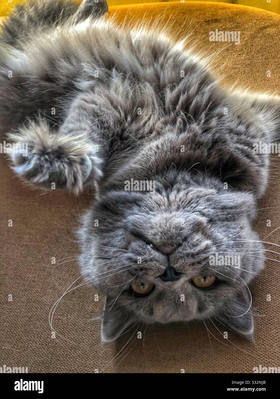 British grey cat laying down on bed looking upside down Stock Photo