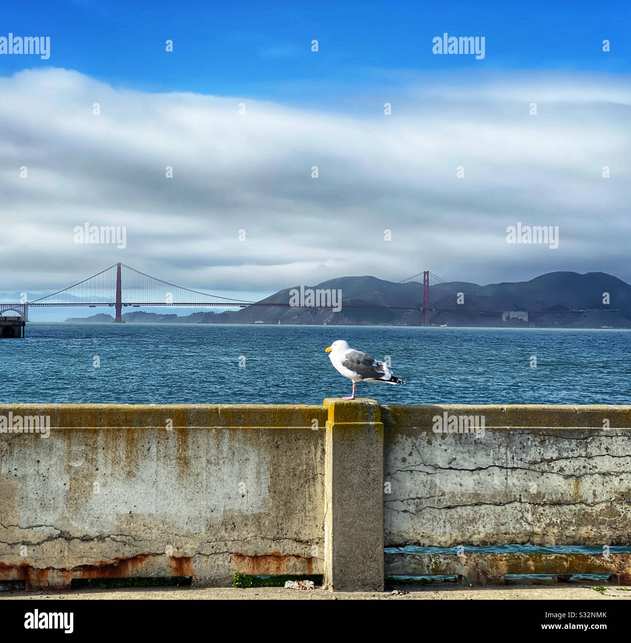 Seagull perched on the dilapidated wall of a pier with the Golden Gate Bridge in the distance - Smartphone Captured Stock Image