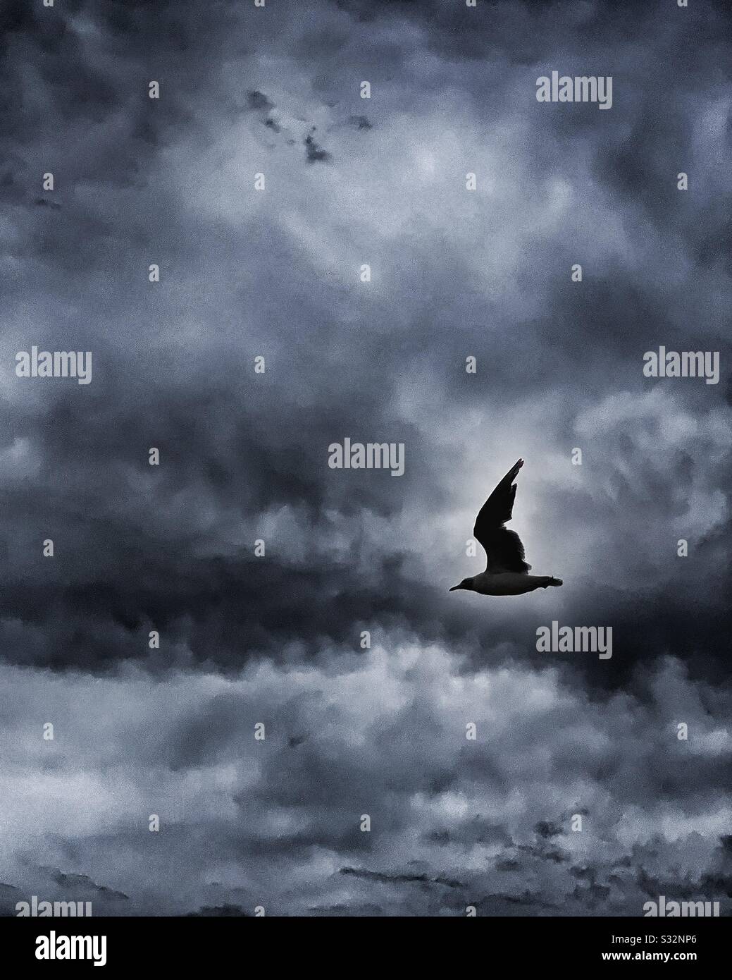 Silhouette of bird flying across the dark cloudy stormy sky Stock Photo