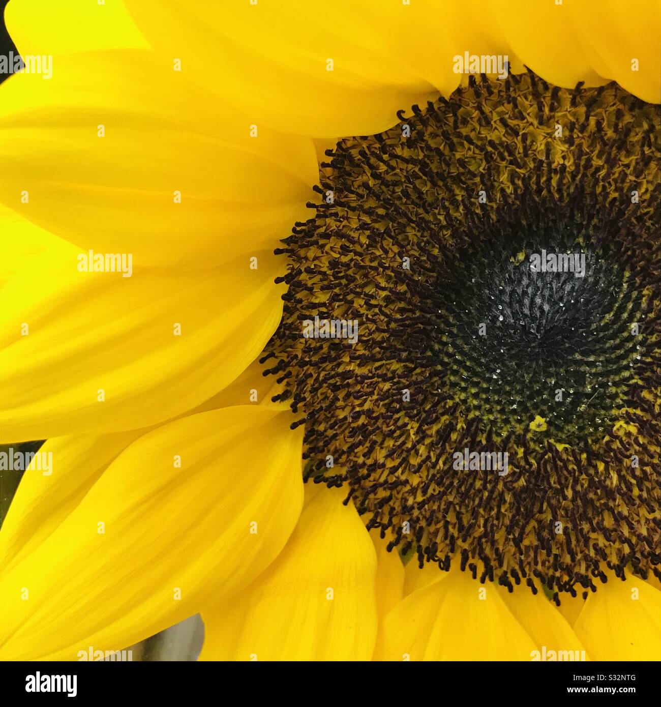 Potted plant of Sunflower for sale aka Helianthus used for sunflower lecithin, close up shot Stock Photo