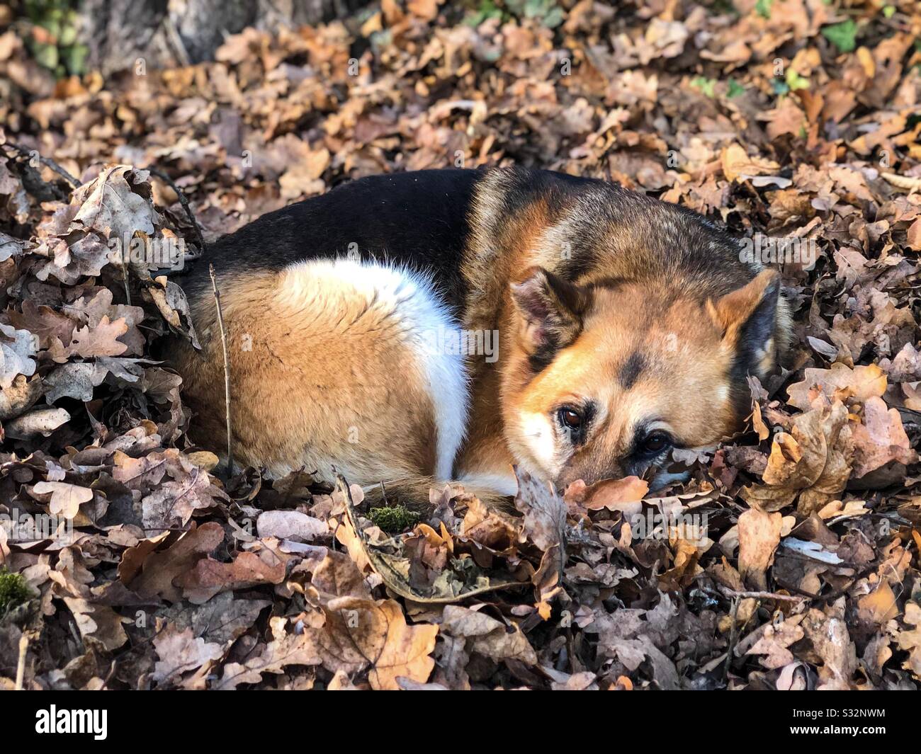 Dog sleeping in autumn leaves - Smartphone Captured Stock Image