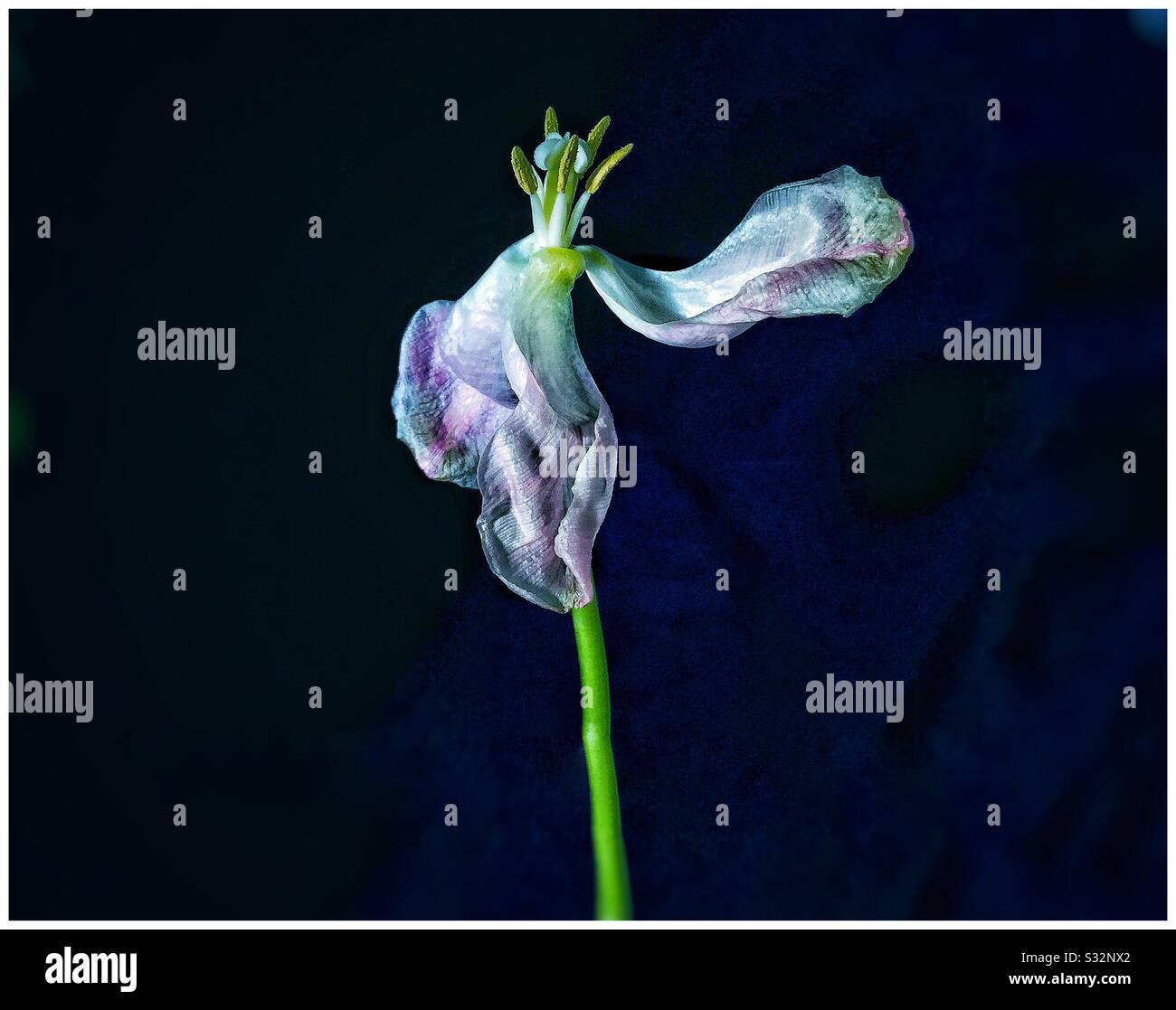 Faded Tulip. - Smartphone Captured Stock Image