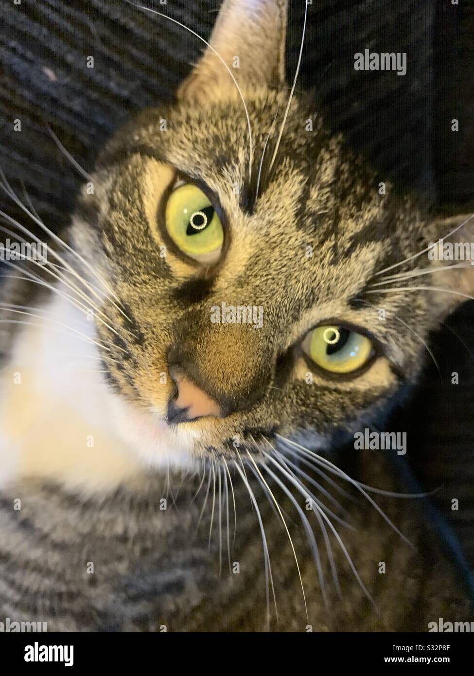 Tee shirt bébé Meow Whiskers